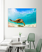 Obraz Sea turtle 1450